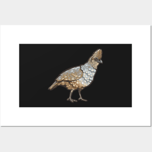 Scaled Quail Posters and Art